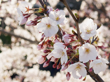 インクラインの桜