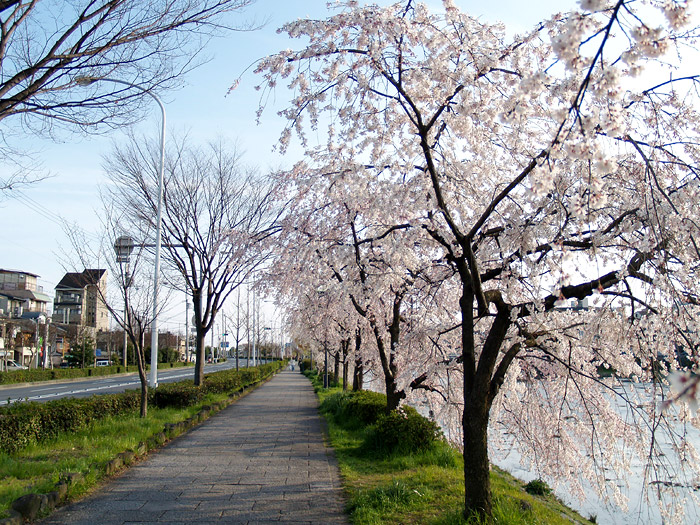 09年の京都の桜 鴨川沿いの桜 川端五条 七条 花の回廊 Craftcafe Blog クラフトカフェ 運営日記