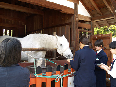 上賀茂手づくり市・神馬
